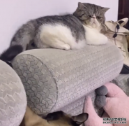 哈尔滨核酸阳性3只猫依法安乐死：社区人员解释原因